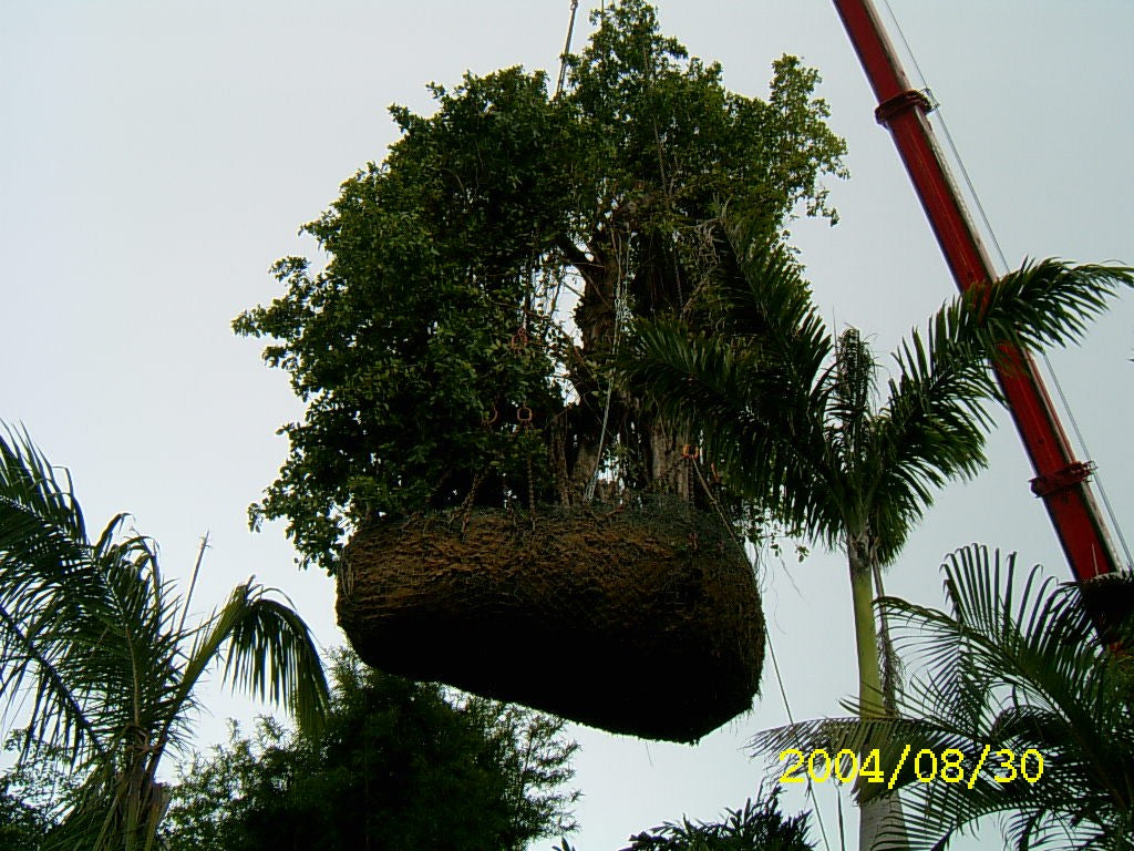 A curtain fig, Ficus microcarpa, craned into position at Disneyland Hong Kong in August 2004.