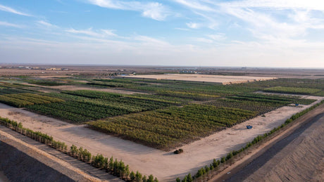 Aerial view of a coastal resort landscape under development