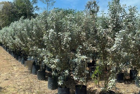 Rows of salt tolerant Conocarpus erectus var. sericeus, silver buttonwood, grown on in bags at a Red Sea supply nursery.