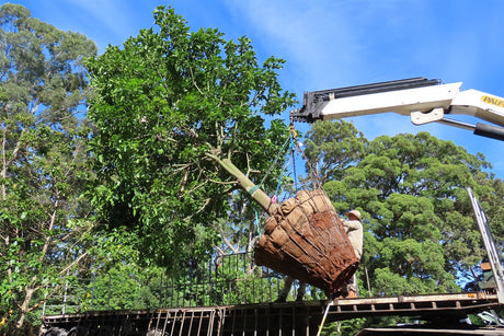 A root balled advanced tree in a wire basket, lifted by crane onto a flatbed truck at the Emaho Trees farm.