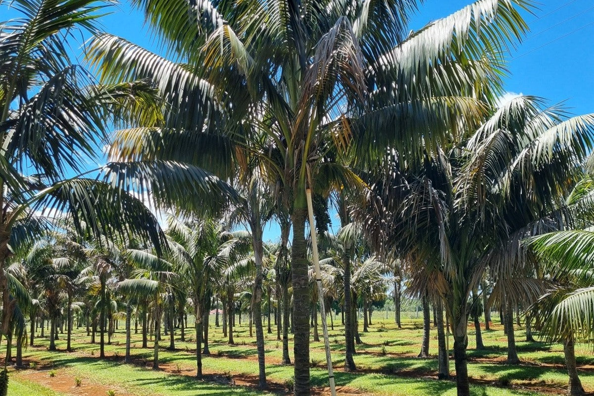 Howea forsteriana, the kentia palm, grown on in field rows before lifting and despatch.