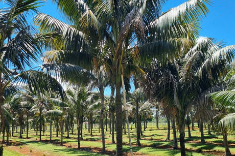Howea forsteriana, the kentia palm, grown on in field rows before lifting and despatch.