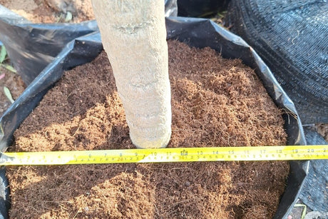A tree root ball sitting in a fabric growing bag of loose fibrous backfill, with a tape measure drawn across the top of the bag.