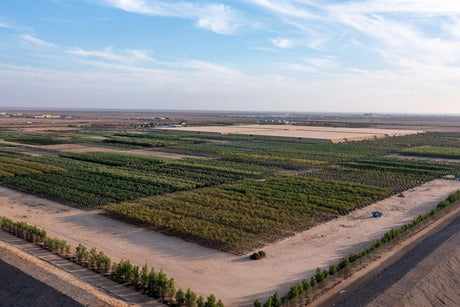 A giga-project production nursery in the Saudi desert seen from the air, blocks of container grown trees and shrubs held between sand haul roads.