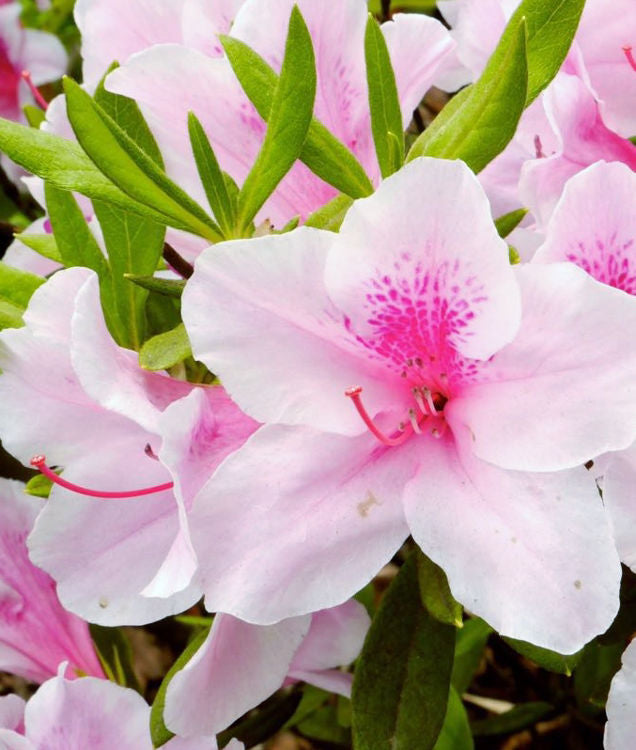 Azalea indica 'Exquisite' - Exquisite Indica Azalea