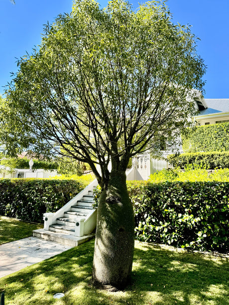 Queensland Bottle Tree - Brachychiton rupestris - Brisbane Plant Nursery