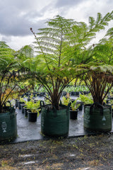 Fern Tree - Cyathea cooperi - Brisbane Plant Nursery