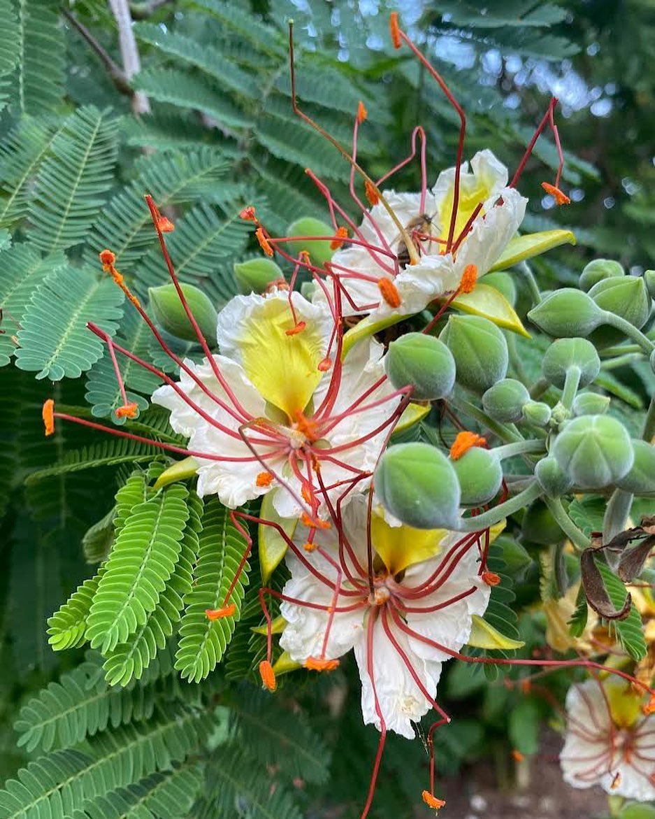 Delonix elata - White Gulmohar