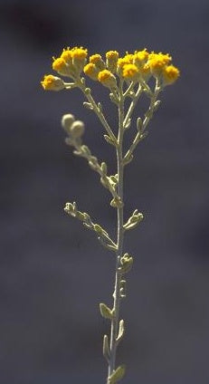 Achillea fragrantissima - الأخيلية العطرة