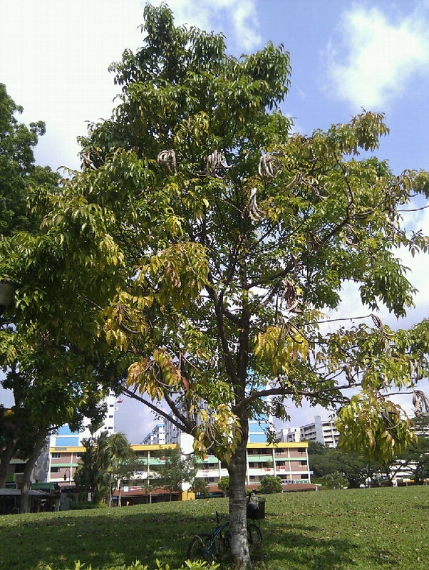 Dolichandrone spathacea - شجرة البوق المنغروفية