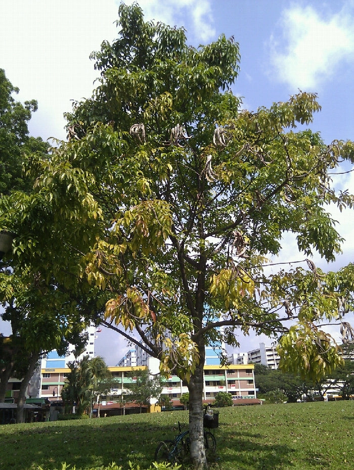 Dolichandrone spathacea - Mangrove Trumpet Tree