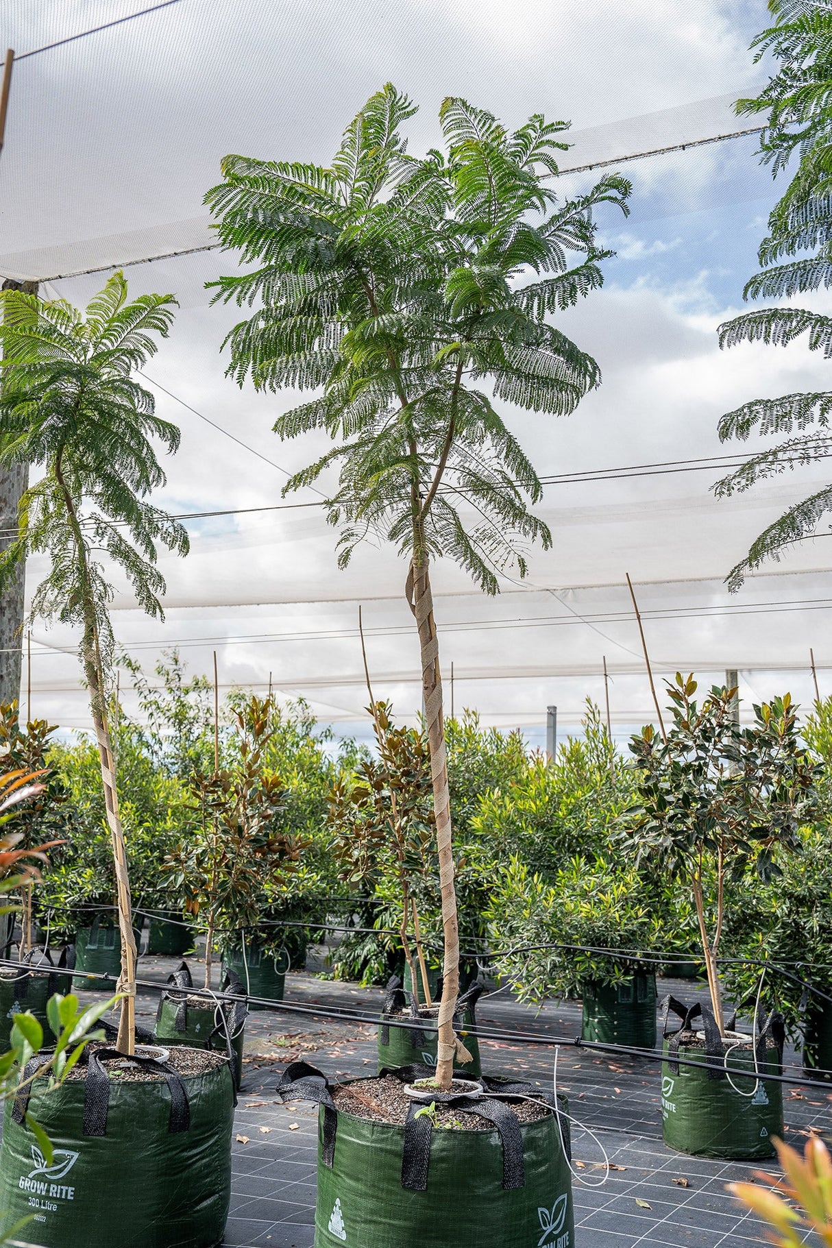 Jacaranda Tree - Jacaranda mimosifolia - Brisbane Plant Nursery