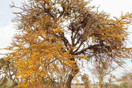 Acacia farnesiana - Sweet acacia