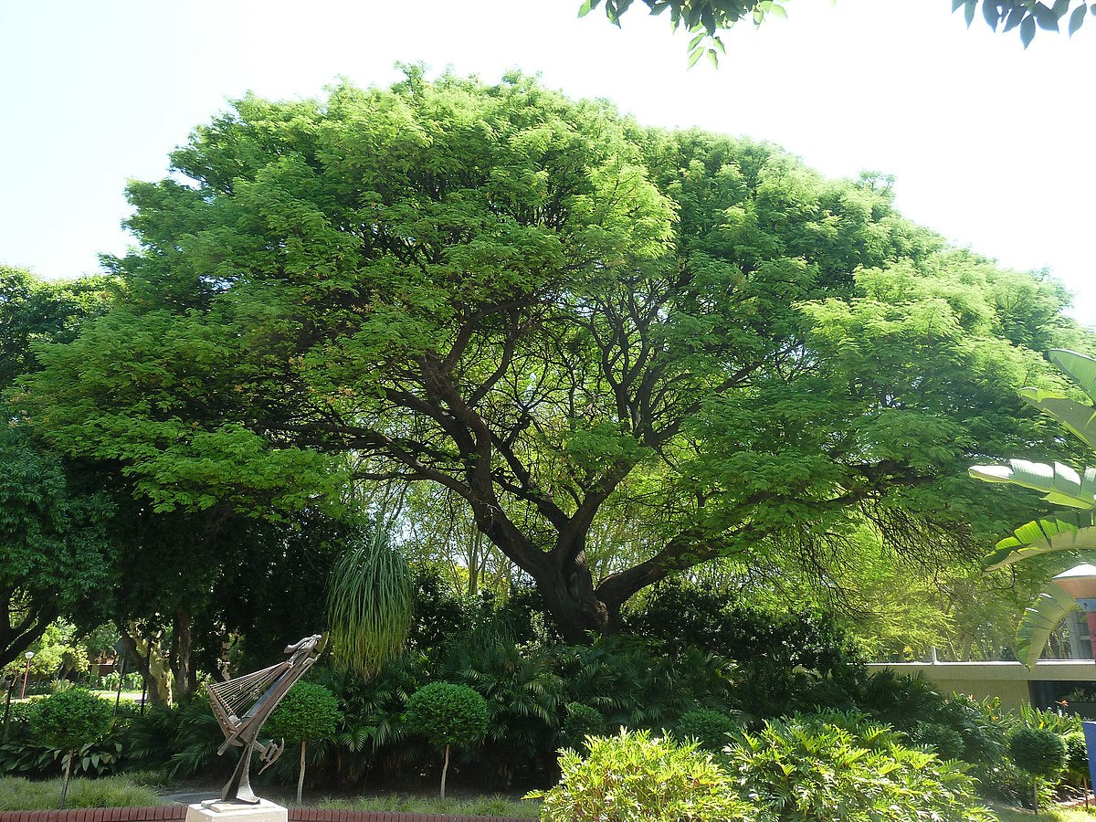 Acacia galpinii - Monkey thorn