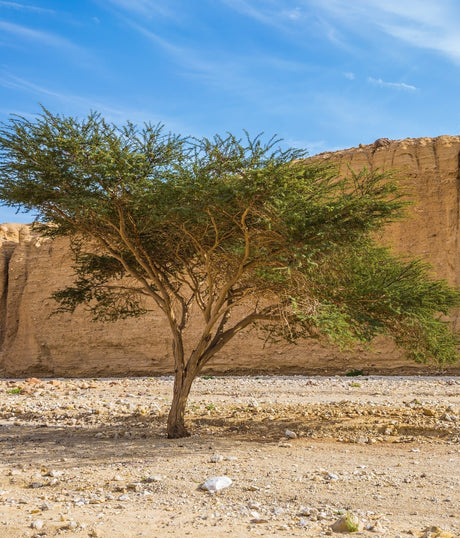 Acacia gerrardii- red thorn