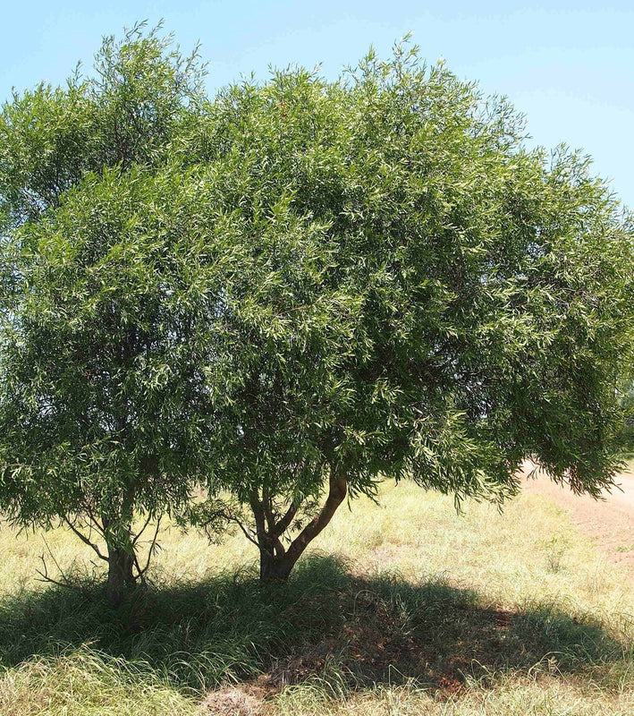 Acacia salicina - الأكاسيا الصفصافية