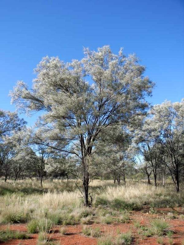 Acacia aneura - شجرة المولغا