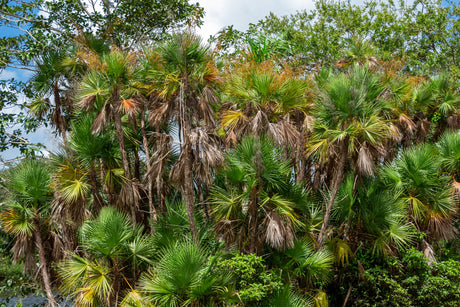 Acoelorrhaphe wrightii - Paurotis Palm