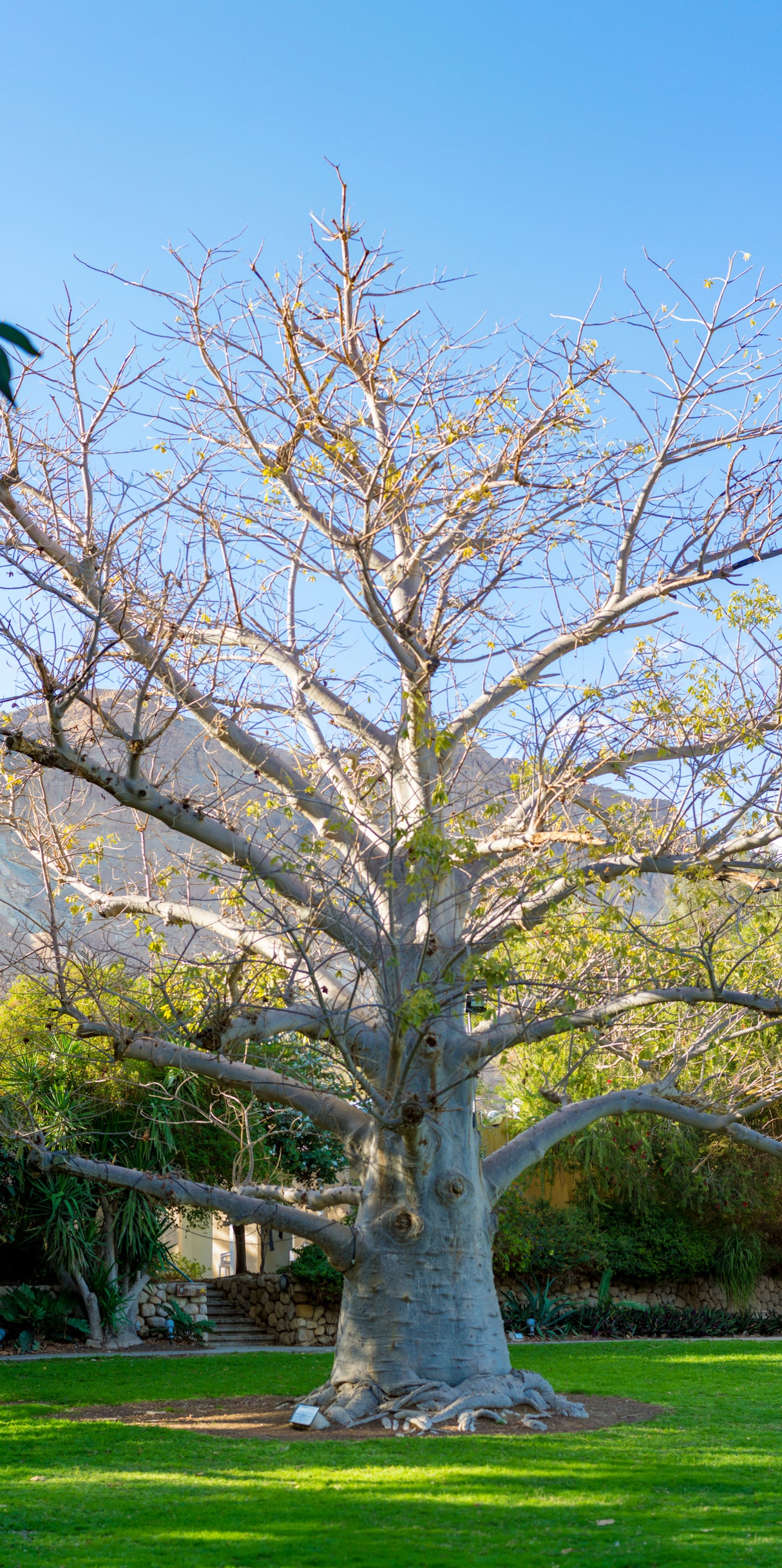 Adansonia digitata - African baobab