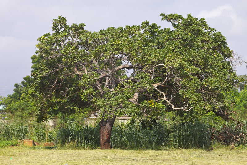 Anacardium occidentale - شجرة الكاجو