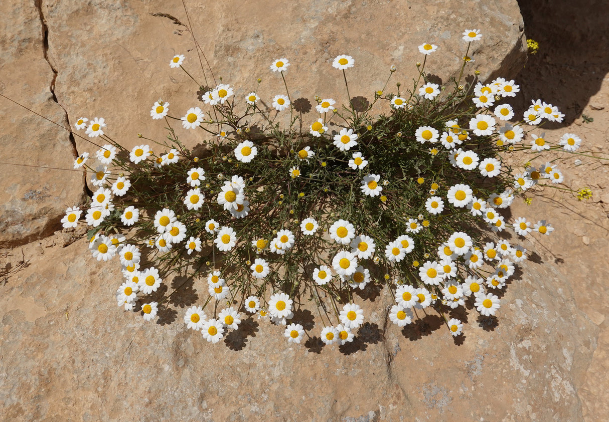 Anthemis deserti - Desert Chamomile