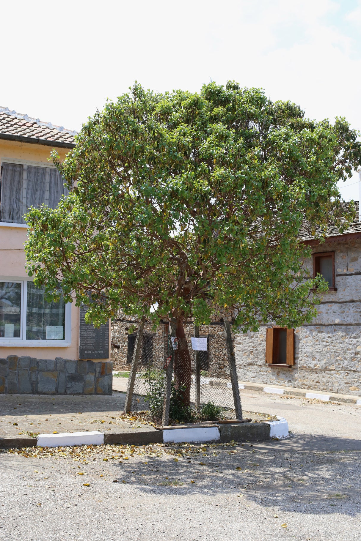 Arbutus andrachne - Greek strawberry tree