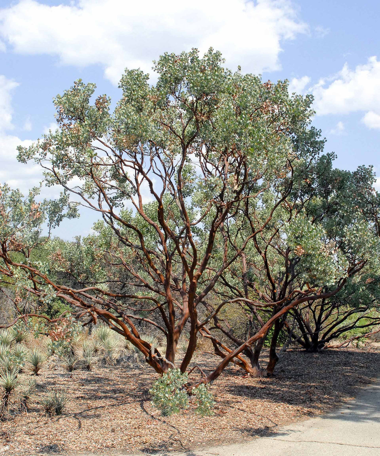 Arctostaphylos glauca- bigberry manzanita