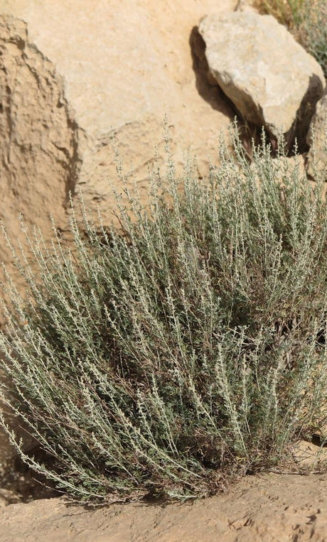 Artemisia judaica