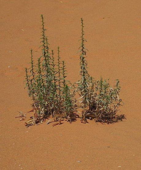 Artemisia monosperma - antispasmodic herb