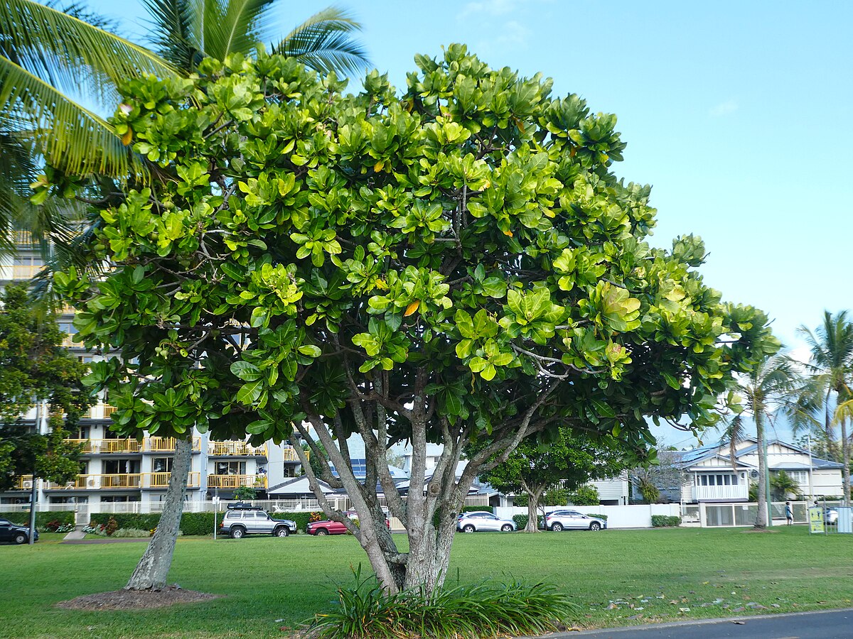 Barringtonia asiatica - Fish Poison Tree