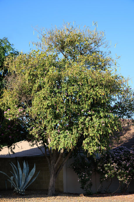 Bauhinia purpurea - Purple Orchid Tree