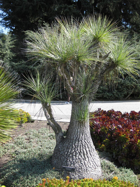 Beaucarnea gracilis – Mexican Ponytail Palm