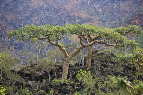 Boswellia carteri (Boswellia sacra) - frankincense tree