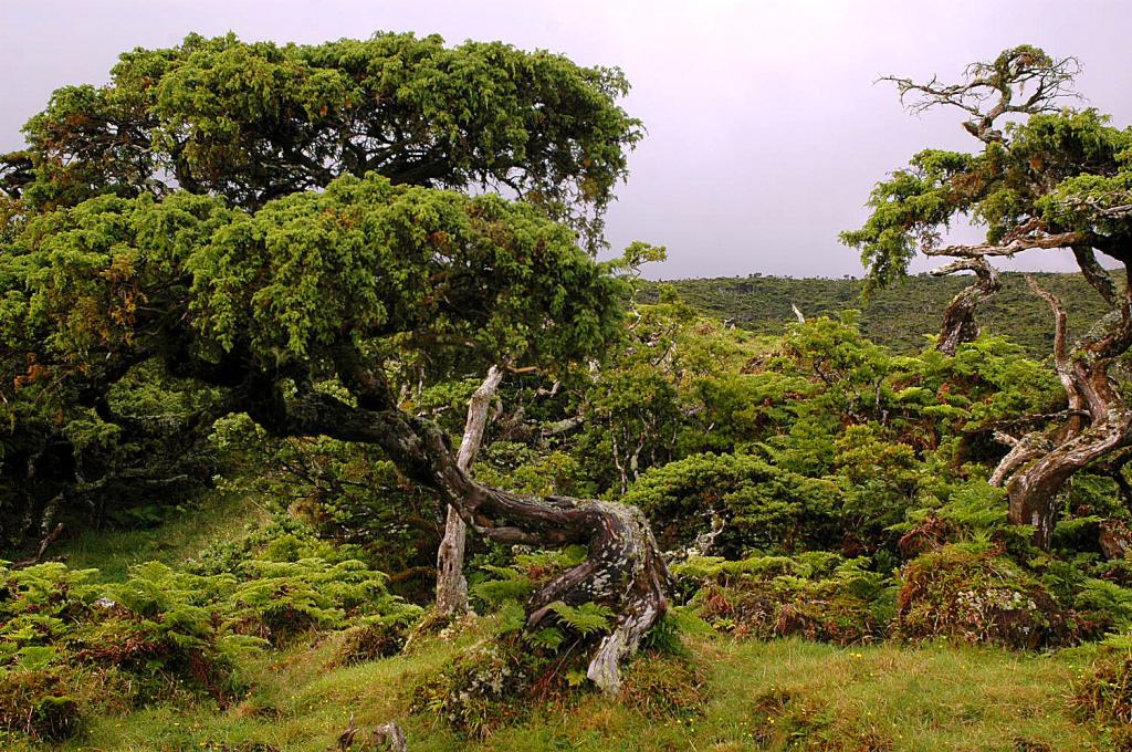 Juniperus brevifolia - Azores juniper