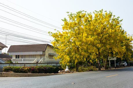 Cassia fistula - Golden Shower