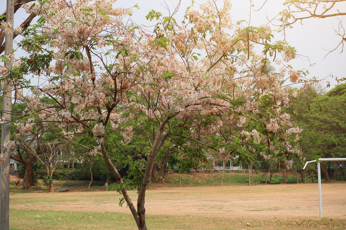 Cassia javanica - Java Cassia