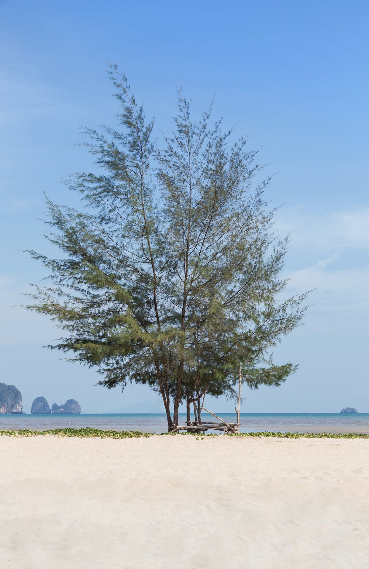 Casuarina equisetifolia - Coastal She-Oak