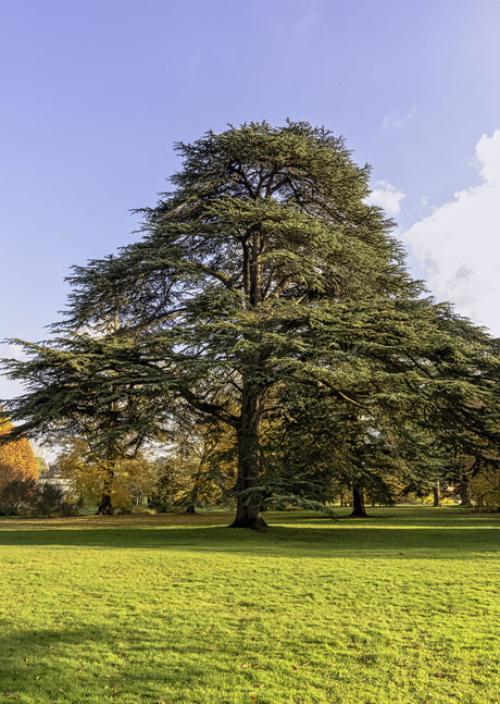 Cedrus libani - Cedar of Lebanon