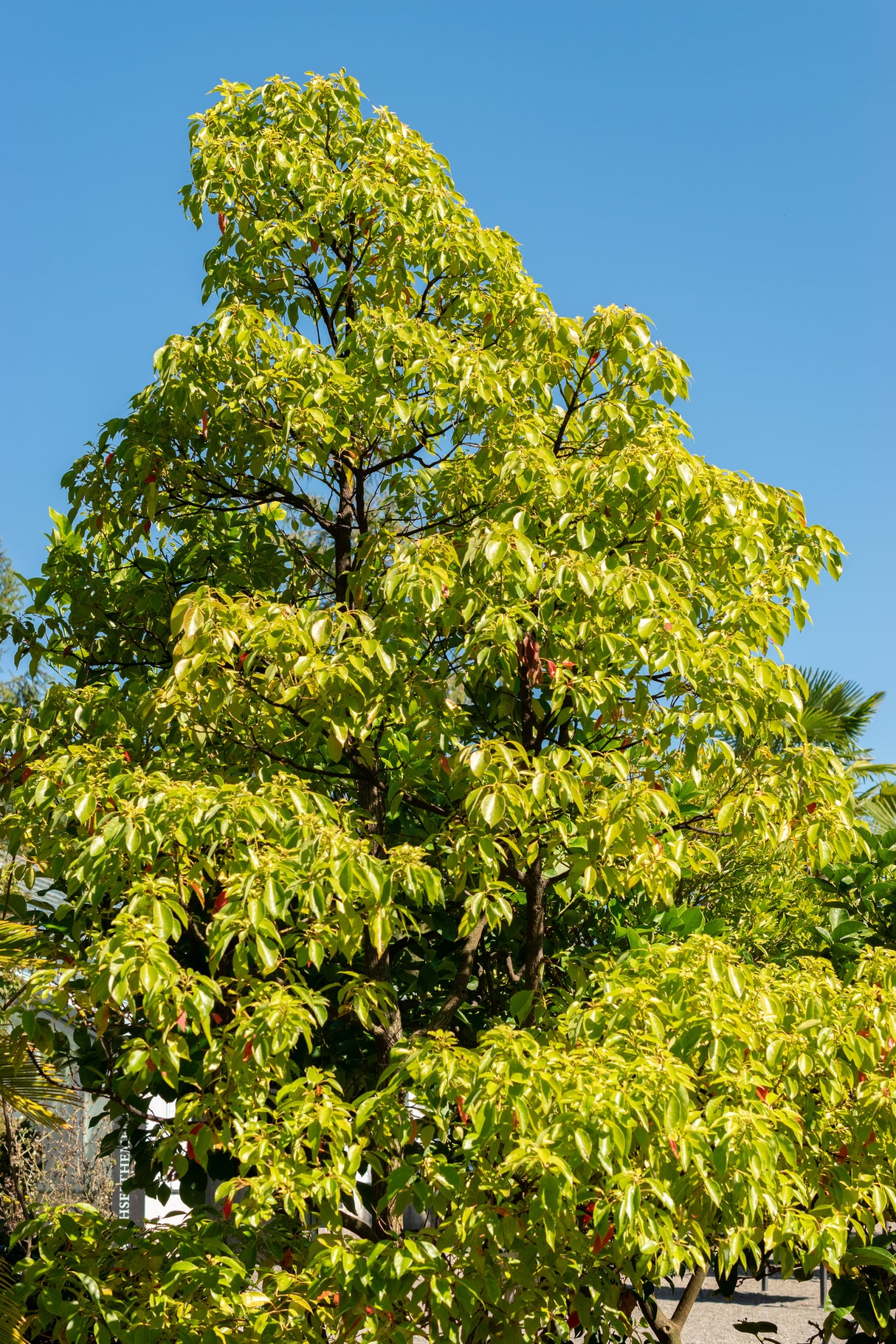 Cinnamomum camphora - Camphor Tree