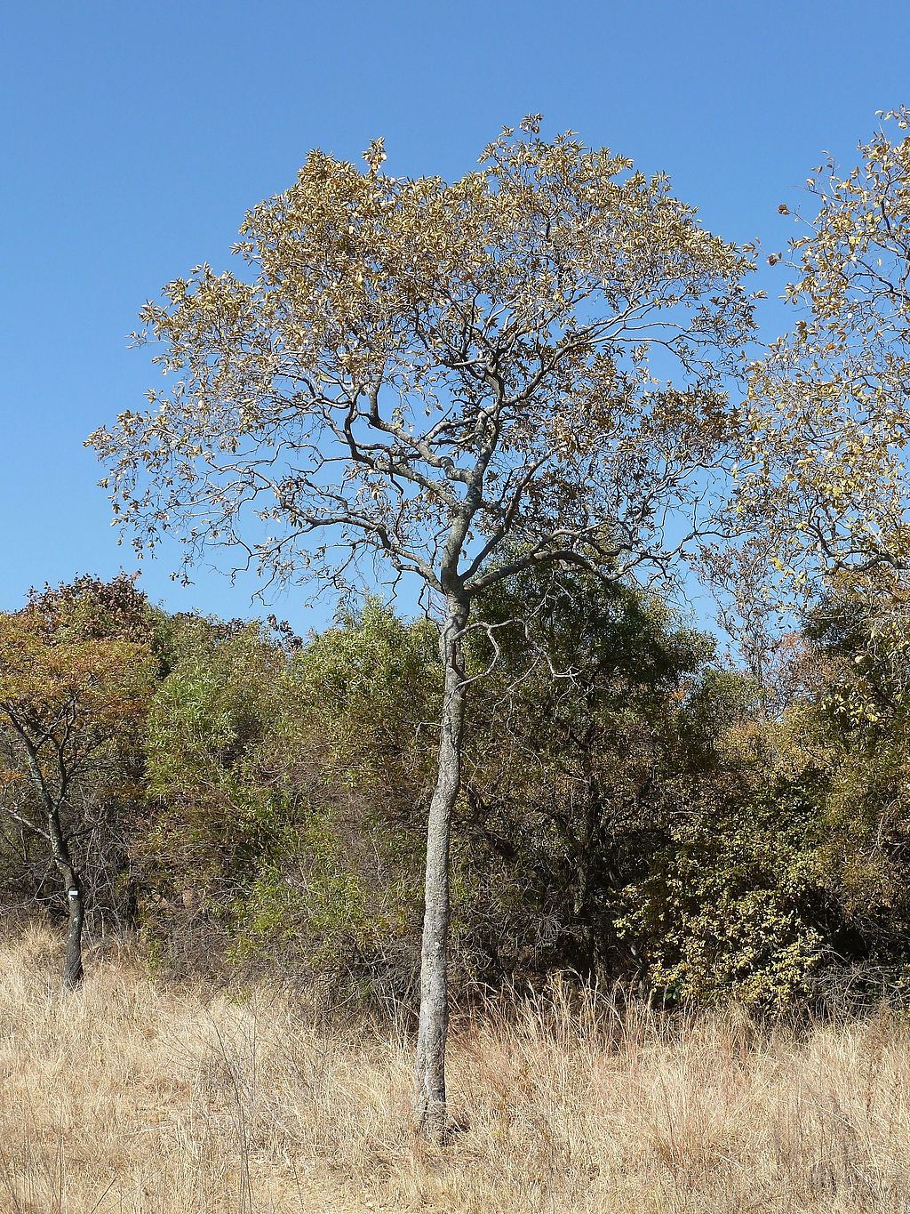 Combretum molle - Velvet Bushwillow