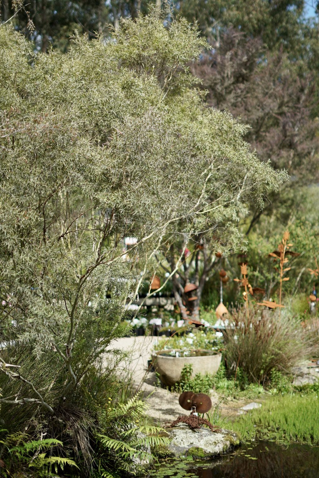 Leptospermum brachyandrum (Aggreflorum) - Silver Weeping