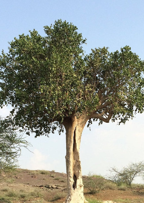 Dobera glabra - Glabra Desert Tree