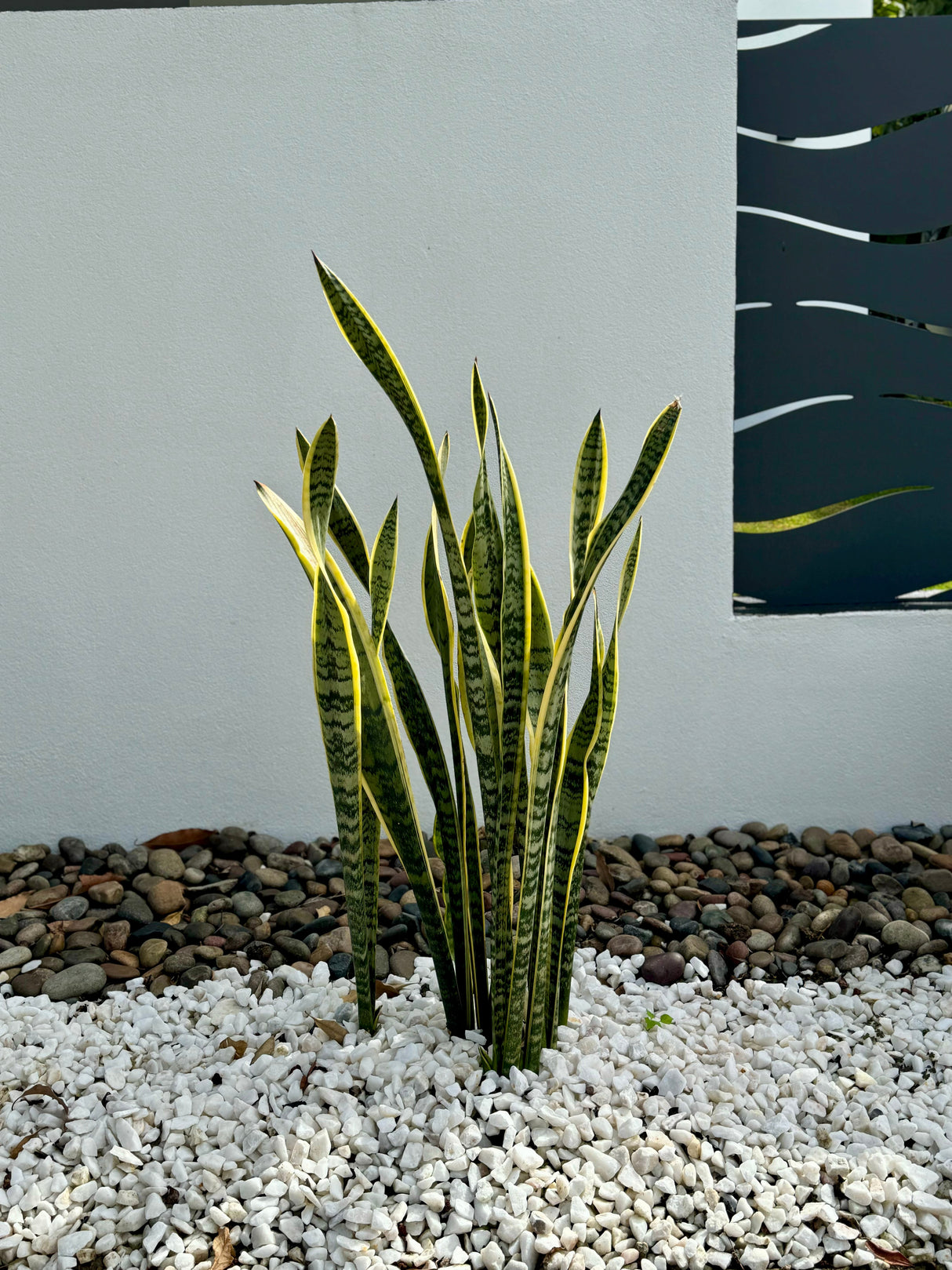 Sansevieria trifasciata (Dracaena) - Snake Plant