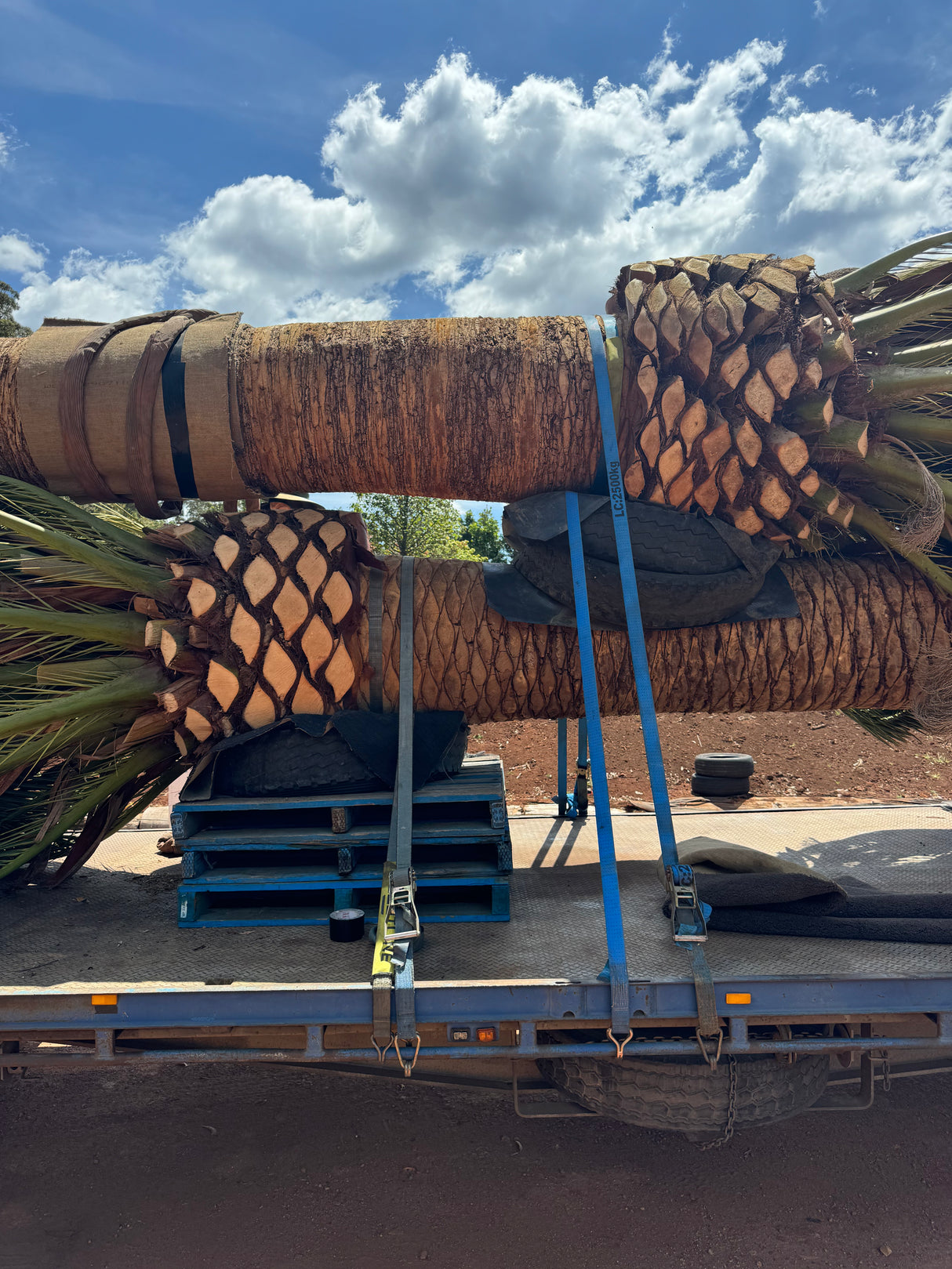 Phoenix canariensis - Canary Island Date Palm