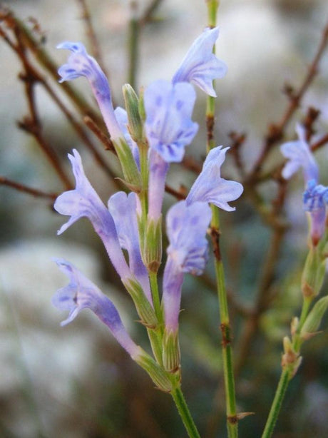 Lavandula coronopifolia - Stagshorn lavender