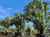 Metrosideros excelsa - Pohutukawa