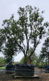 Metrosideros excelsa - Pohutukawa