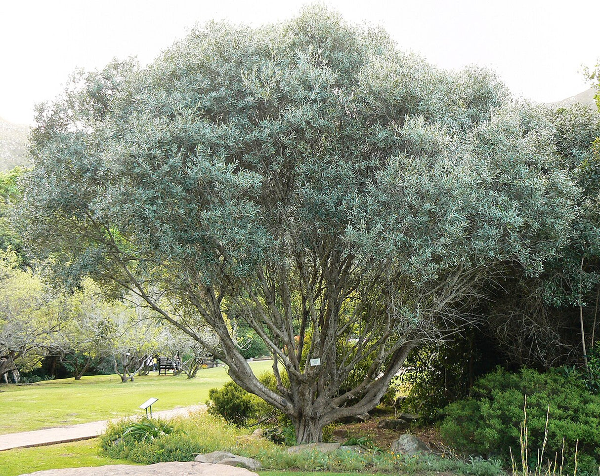 Olea chrysophylla (cuspidata) - African Wild Olive