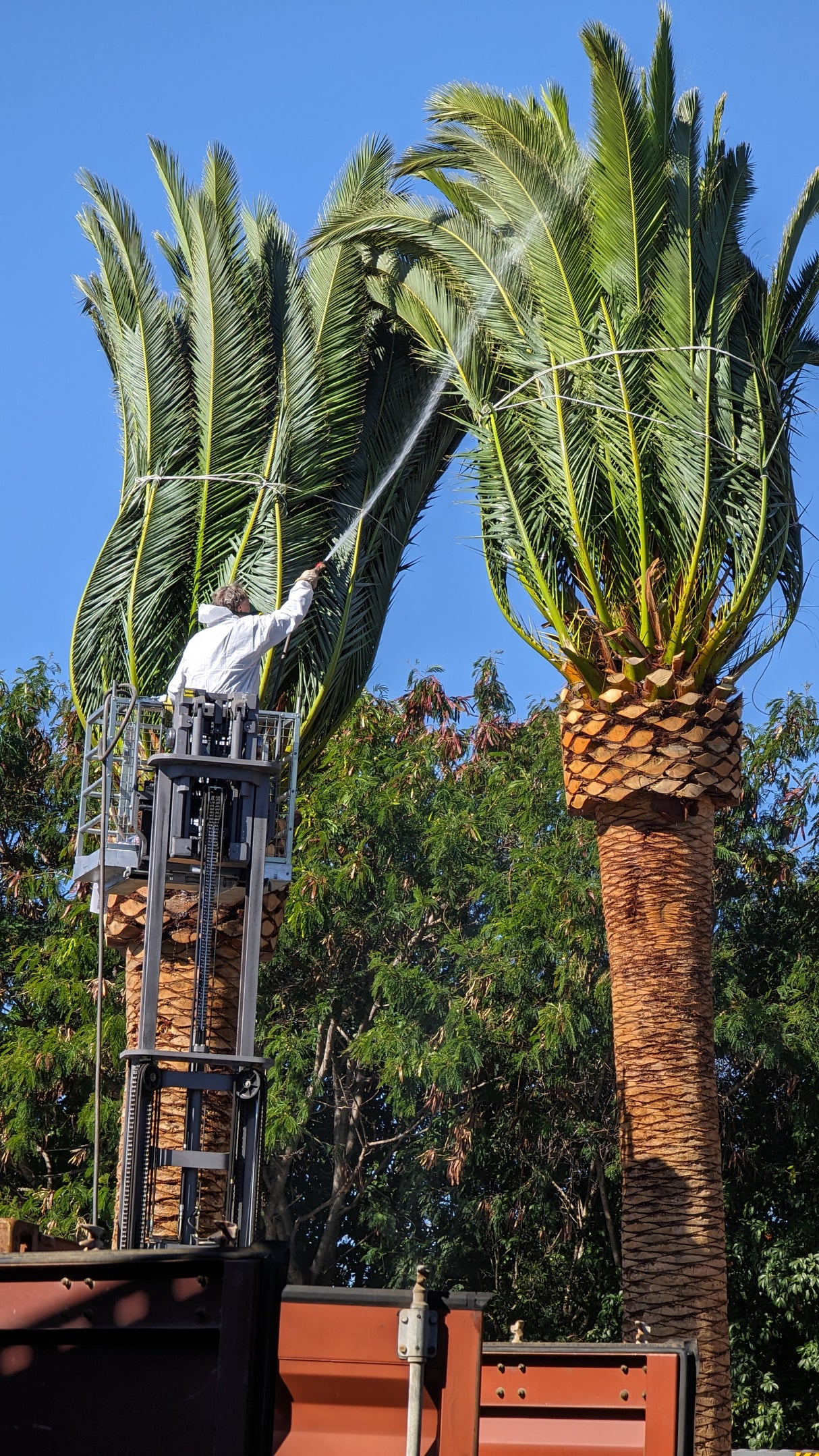 Phoenix canariensis - Canary Island Date Palm