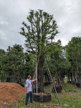 Tamarindus indica - Tamarind Tree